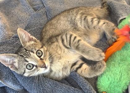 Enlarge Oliver, a Adoptable mixed breed in New Hope, PA image 3/3
