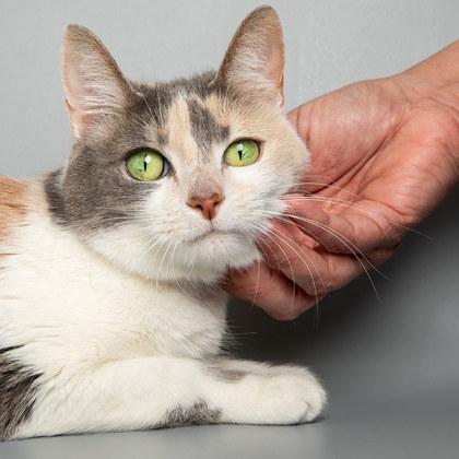 Milah — thumbnail 2