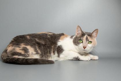 Milah — thumbnail 3