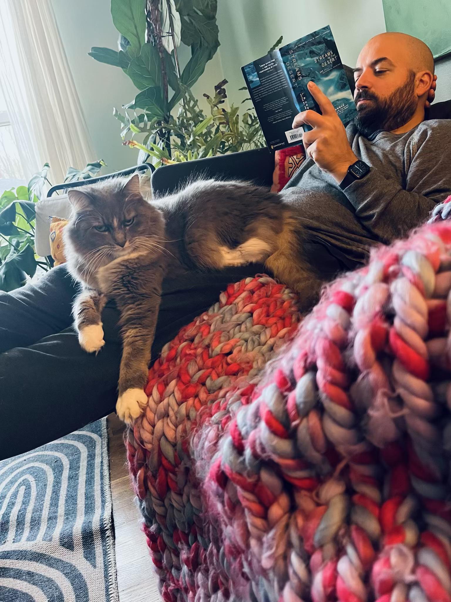 Enlarge Celia, an adopted Domestic Long Hair in Columbus, OH image 2/6