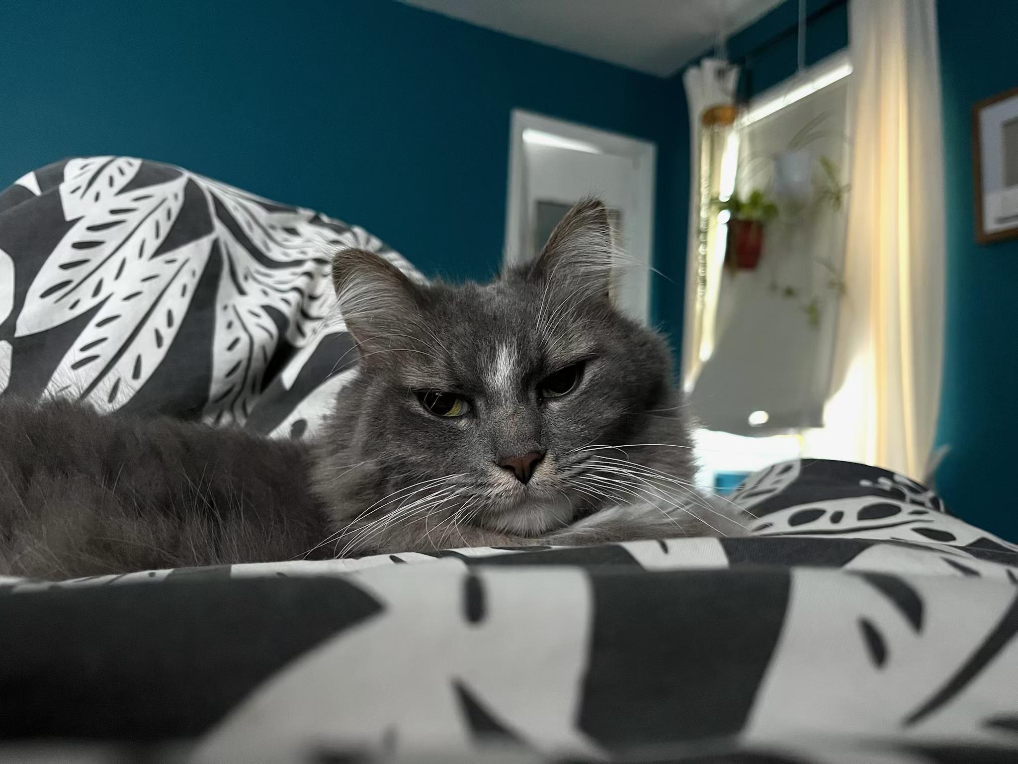 Enlarge Celia, an adopted Domestic Long Hair in Columbus, OH image 3/6