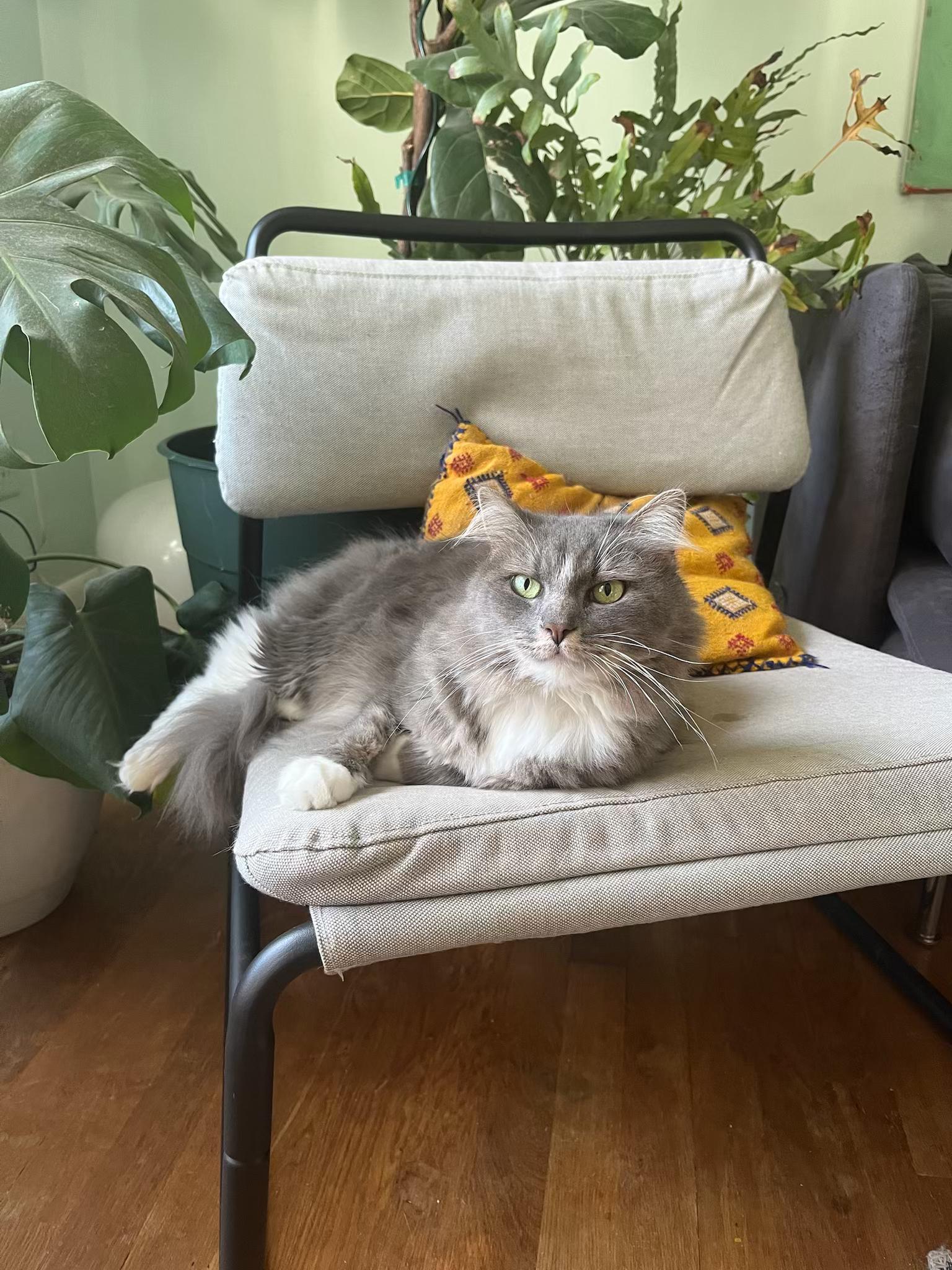 Celia, adopted, Adult Female Domestic Long Hair.