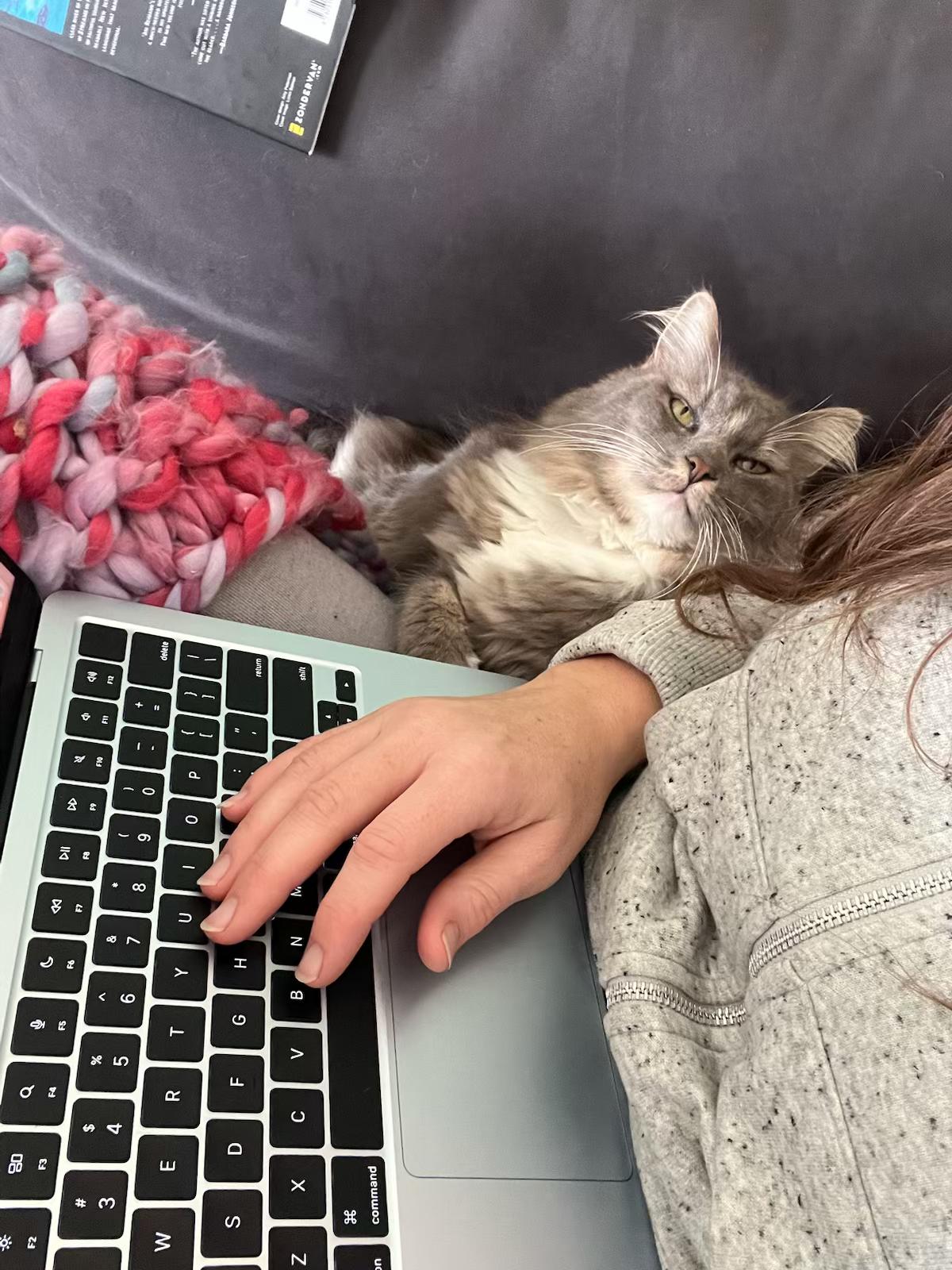 Enlarge Celia, an adopted Domestic Long Hair in Columbus, OH image 4/6