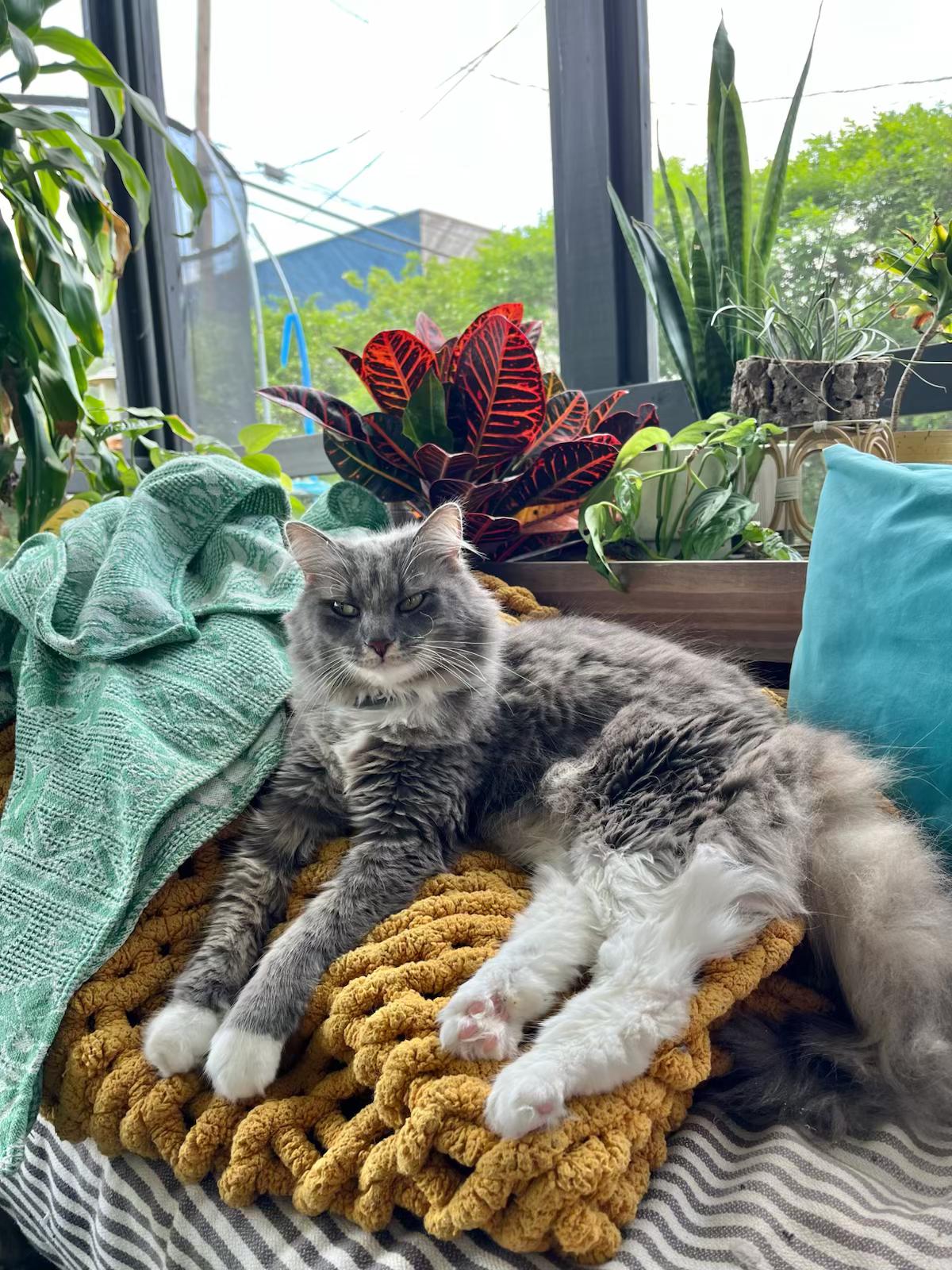 Enlarge Celia, an adopted Domestic Long Hair in Columbus, OH image 5/6