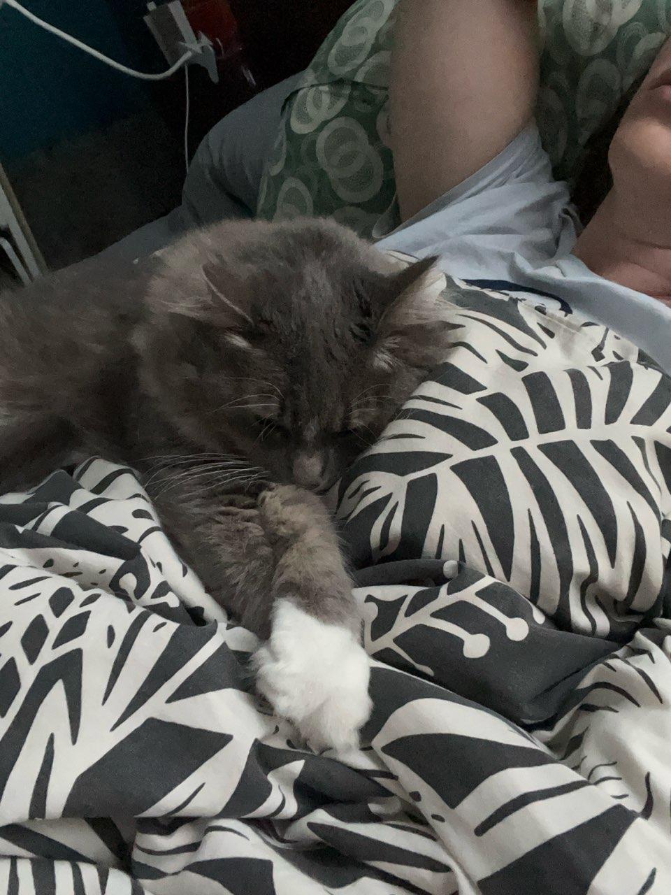 Enlarge Celia, an adopted Domestic Long Hair in Columbus, OH image 6/6