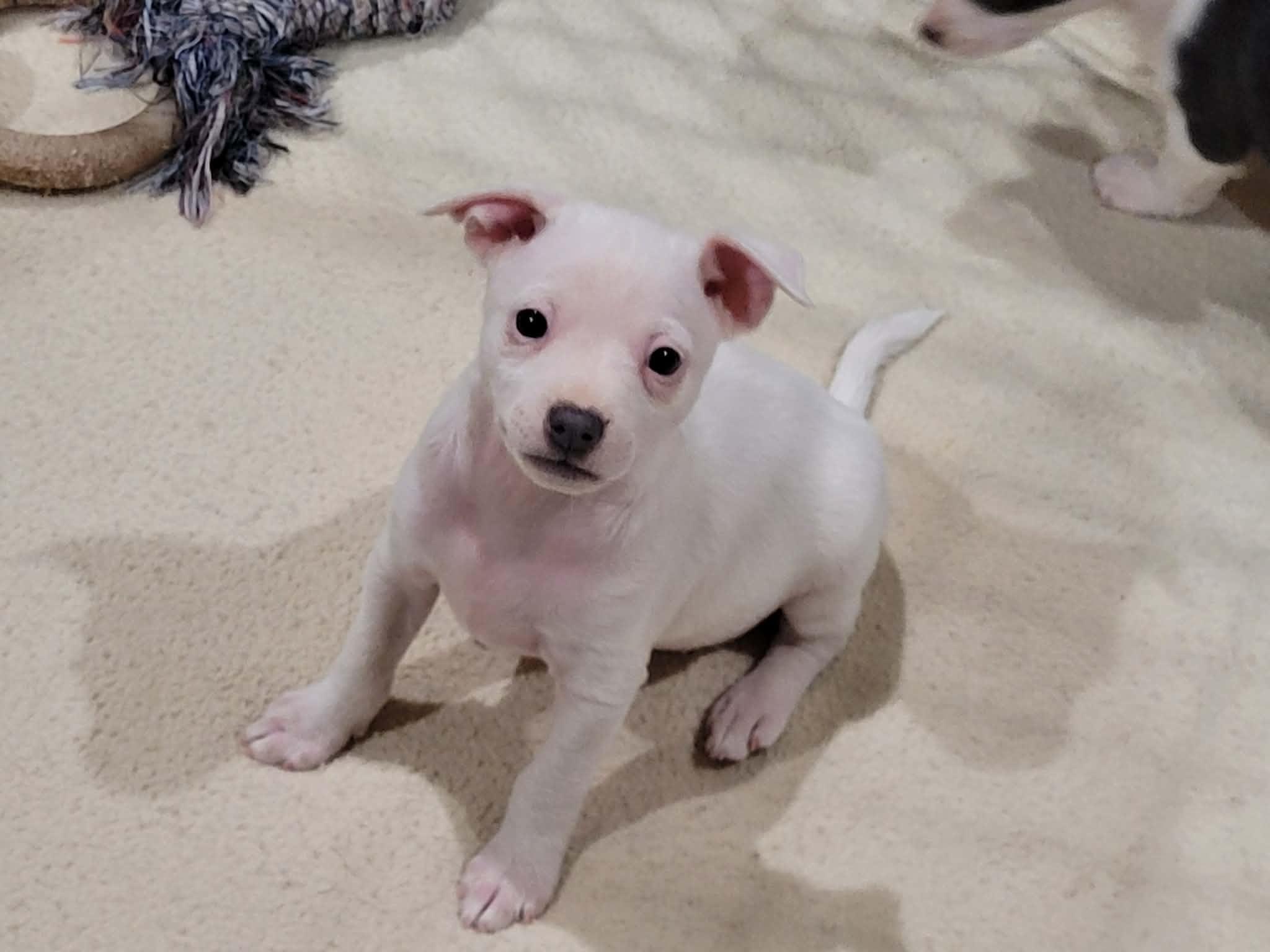 Enlarge Charlie, an adopted mixed breed in New River, AZ image 5/5