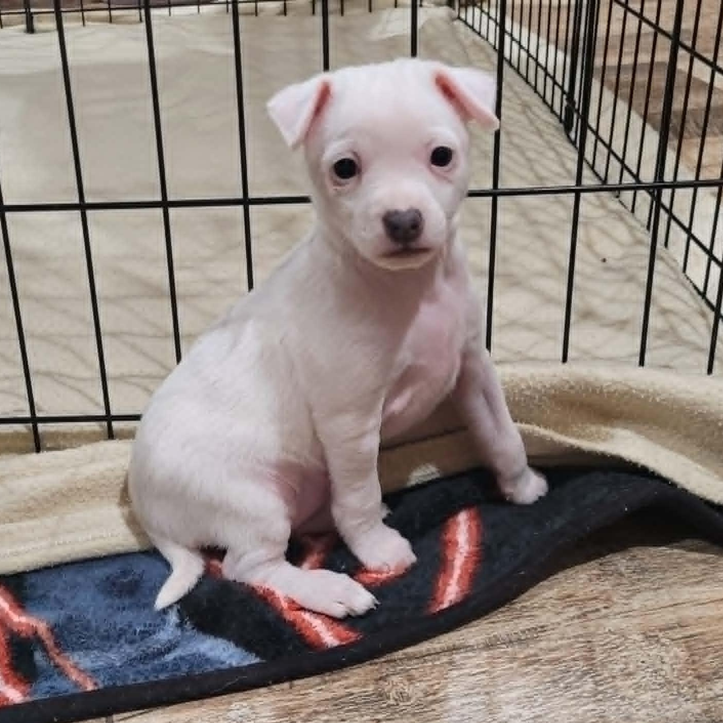 Enlarge Charlie, an adopted mixed breed in New River, AZ image 2/5