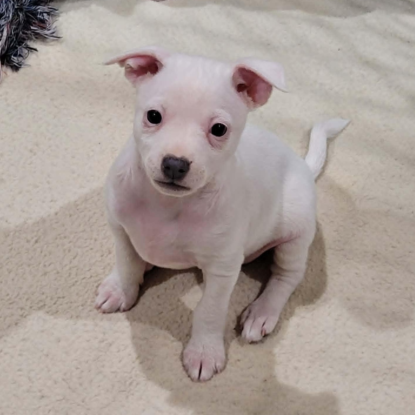 Charlie, adopted, Puppy Female Jack Russell Terrier.