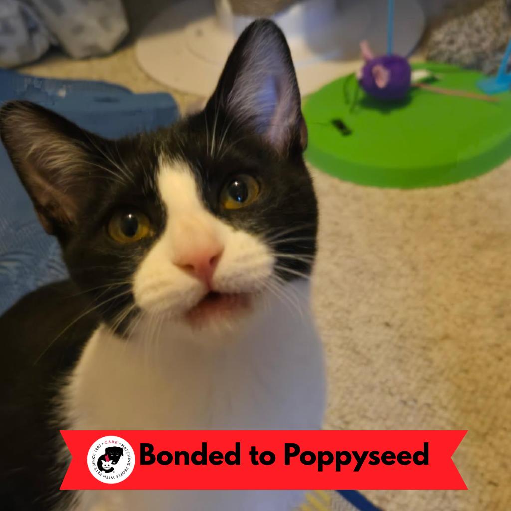 Purr Patch, a Adoptable Domestic Short Hair in Skokie, IL image 1/5