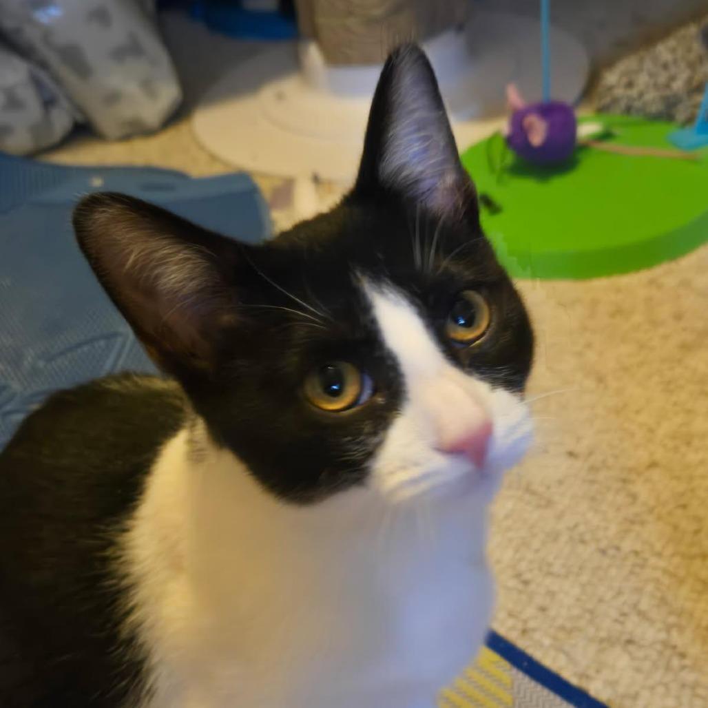 Purr Patch, a Adoptable Domestic Short Hair in Skokie, IL image 2/5