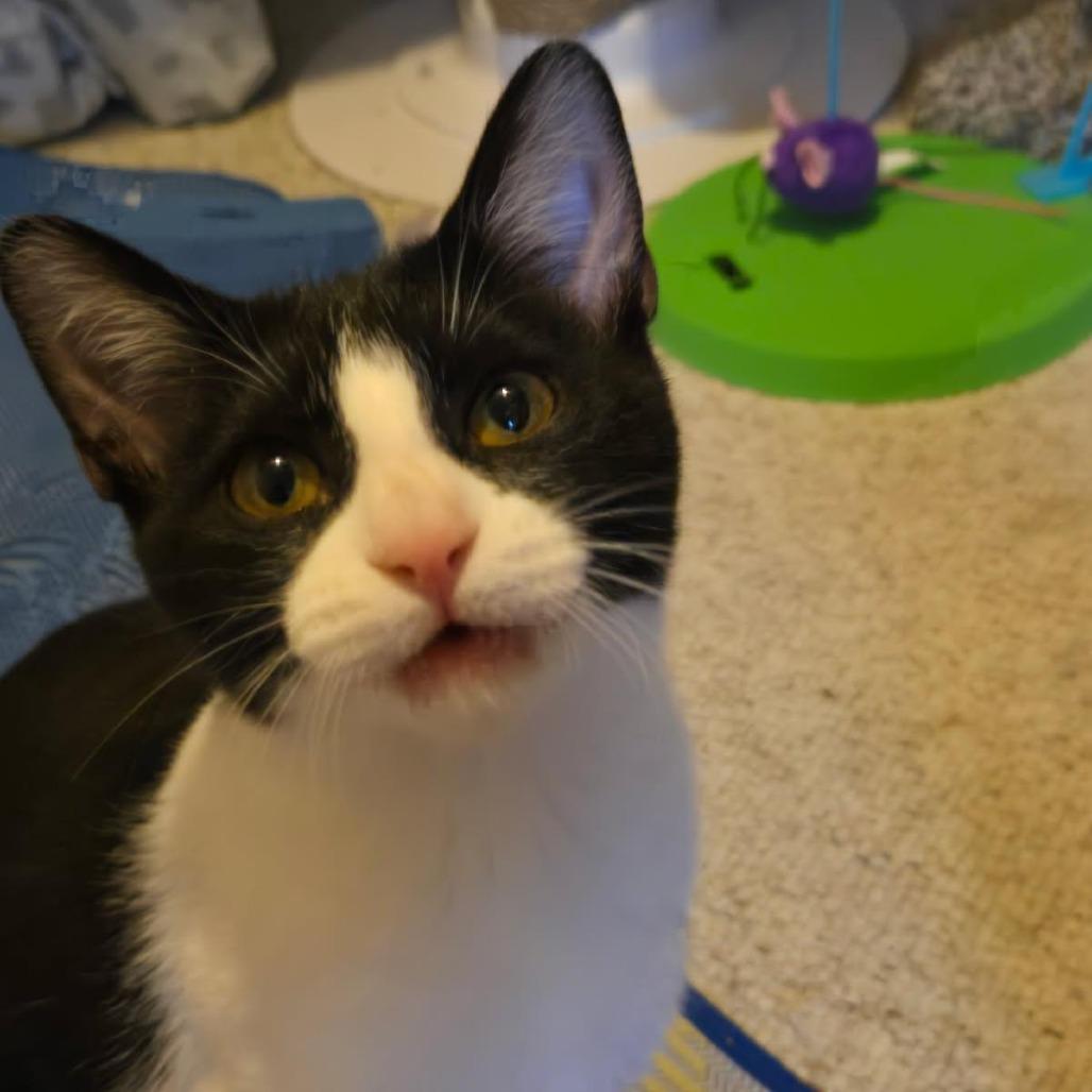 Purr Patch, a Adoptable Domestic Short Hair in Skokie, IL image 3/5