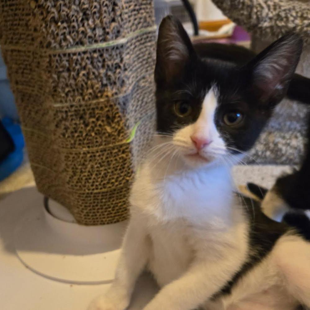 Purr Patch, a Adoptable Domestic Short Hair in Skokie, IL image 4/5