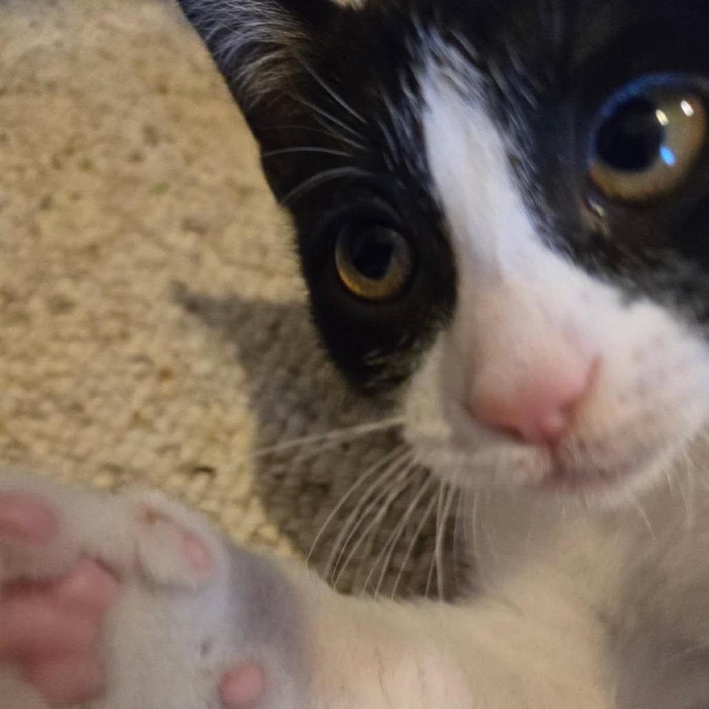 Purr Patch, a Adoptable Domestic Short Hair in Skokie, IL image 5/5
