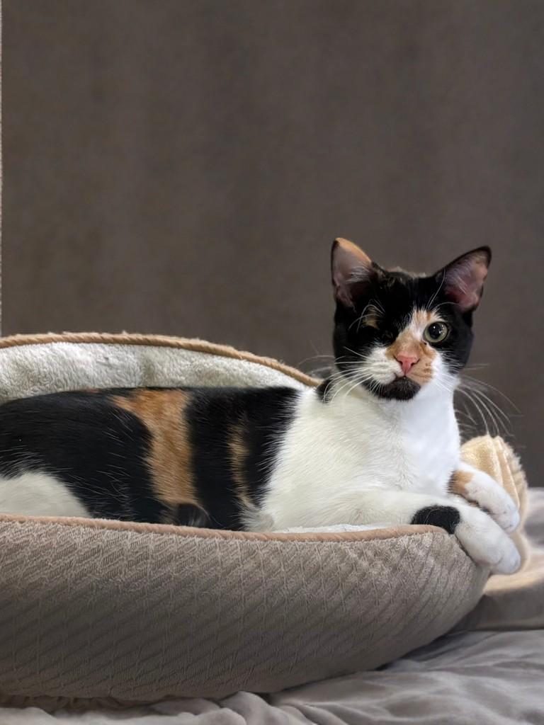 Enlarge Frida, a ADOPTABLE Domestic Short Hair in Houston, TX image 5/5