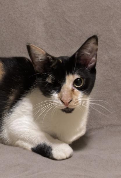 Frida, a ADOPTABLE Domestic Short Hair in Houston, TX image 4/4
