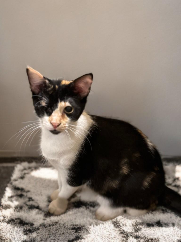 Frida, a ADOPTABLE Domestic Short Hair in Houston, TX image 3/4