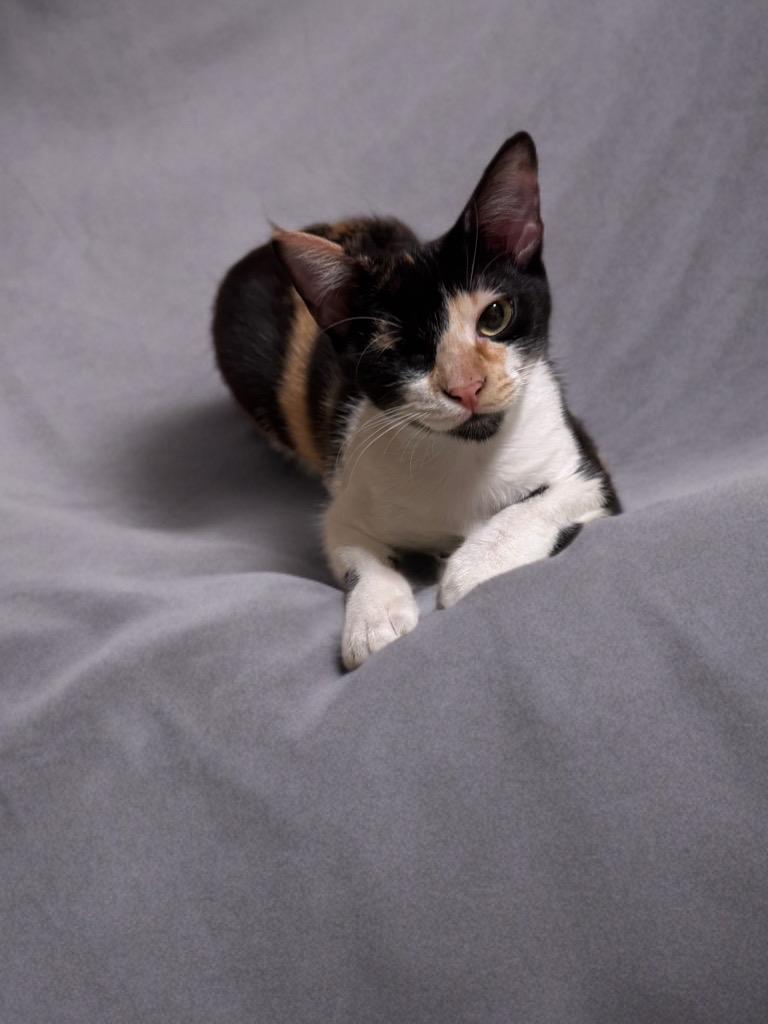Frida, a ADOPTABLE Domestic Short Hair in Houston, TX image 2/4