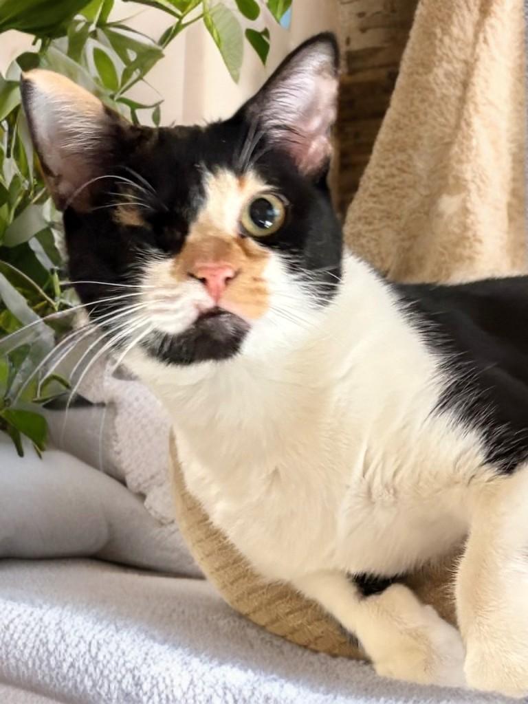 Enlarge Frida, a ADOPTABLE Domestic Short Hair in Houston, TX image 4/5