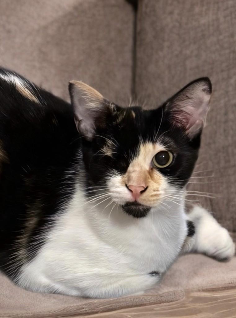 Frida, ADOPTABLE, Kitten Female Domestic Short Hair.