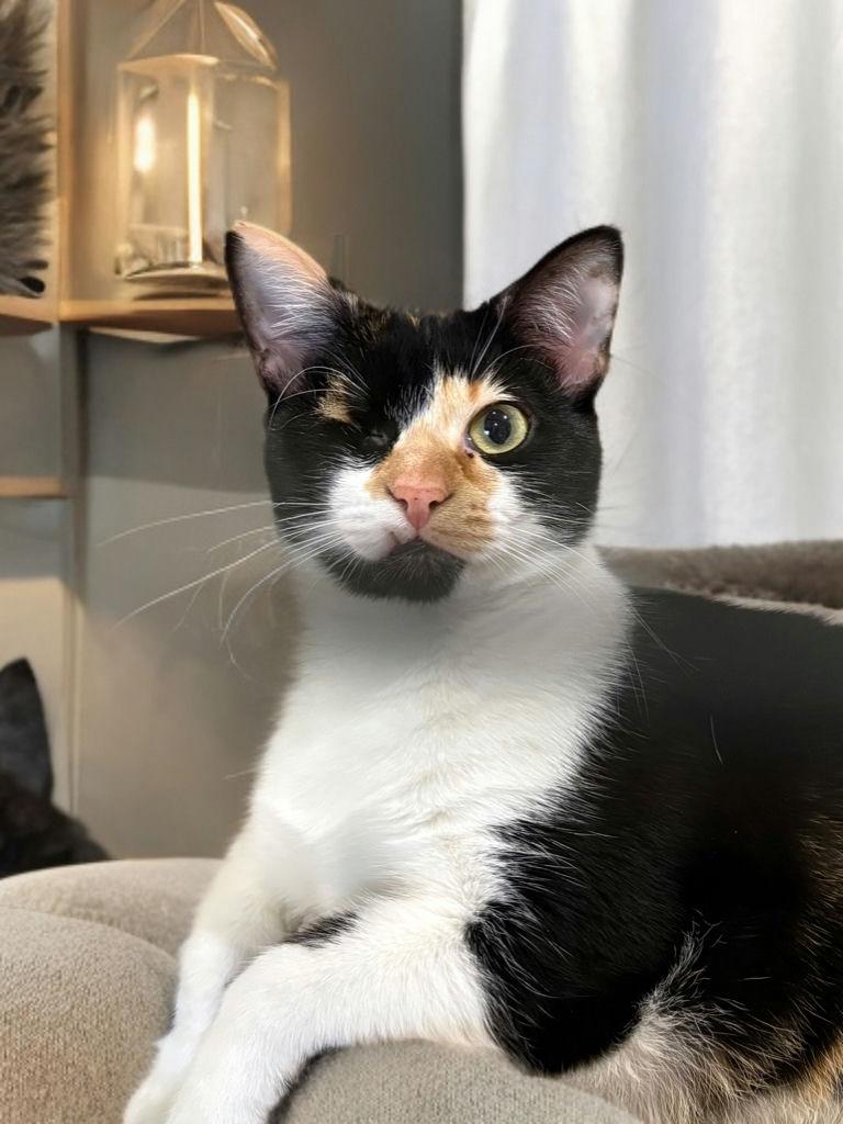 Frida, ADOPTABLE, Young Female Domestic Short Hair.