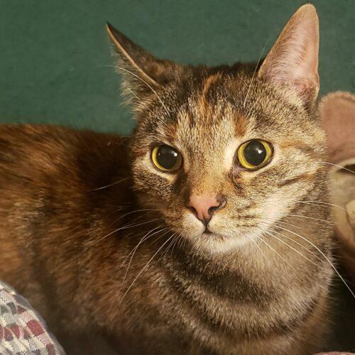 Enlarge Magnolia Jane, a Adoptable Domestic Short Hair in Fishers, IN image 2/5