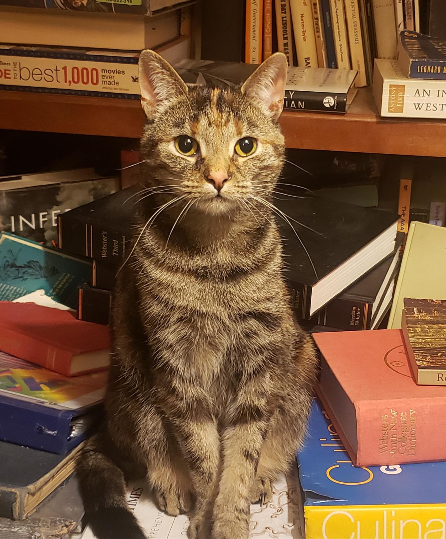 Enlarge Magnolia Jane, a Adoptable Domestic Short Hair in Fishers, IN image 2/5