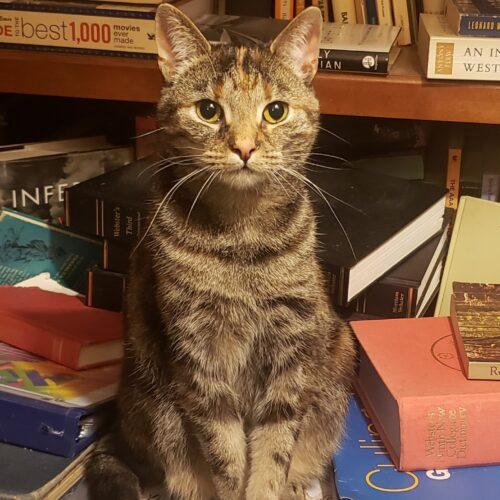 Enlarge Magnolia Jane, a Adoptable Domestic Short Hair in Fishers, IN image 4/5