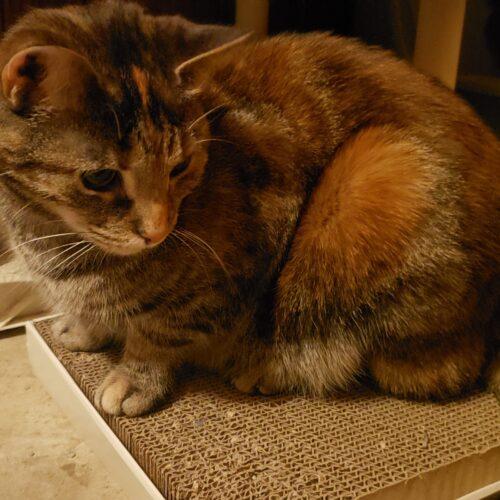 Enlarge Magnolia Jane, a Adoptable Domestic Short Hair in Fishers, IN image 5/5