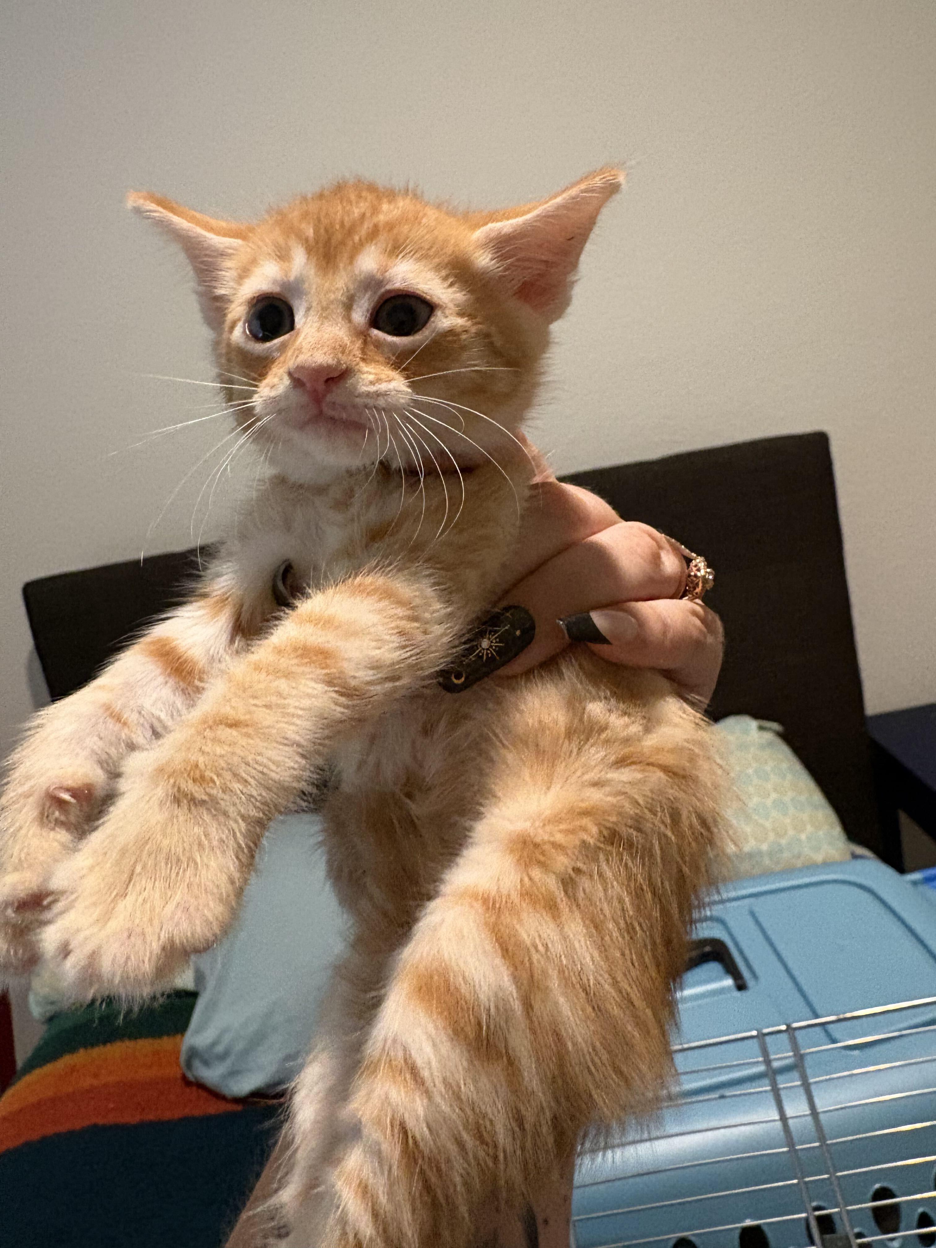 Enlarge Blossom, a Adopted Domestic Short Hair in Tracy, CA image 2/6