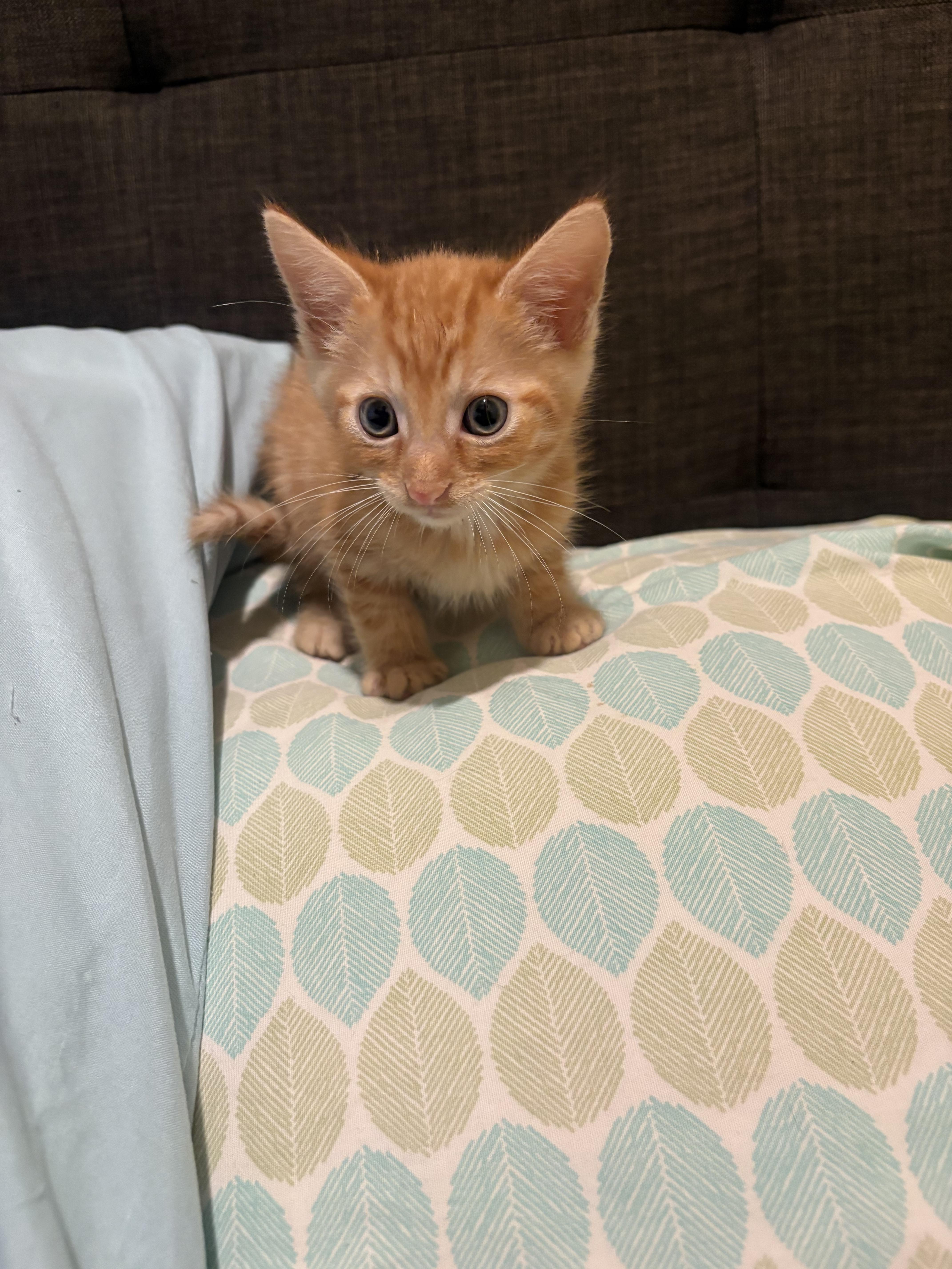 Enlarge Blossom, a Adopted Domestic Short Hair in Tracy, CA image 3/6