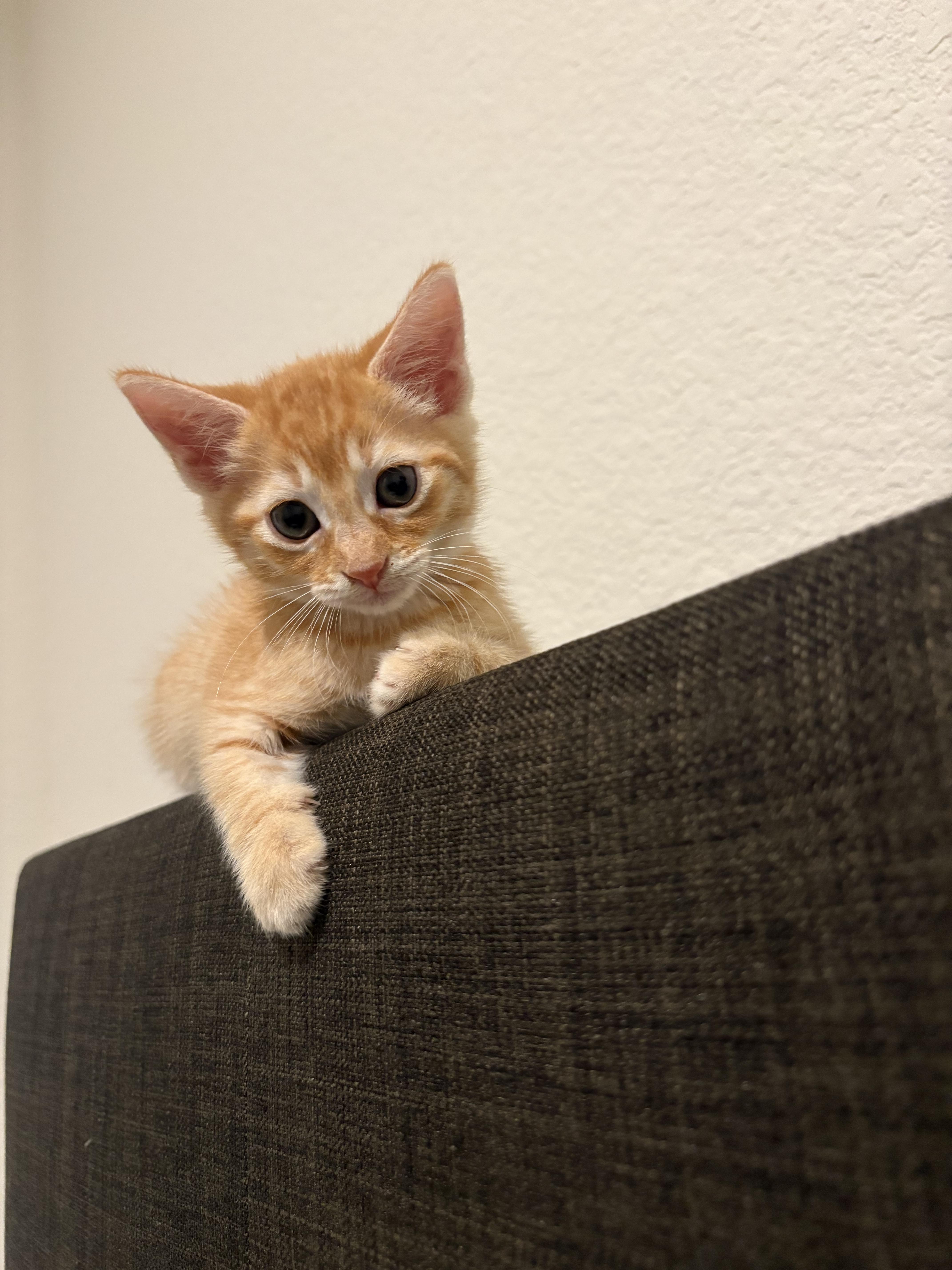 Enlarge Blossom, a Adopted Domestic Short Hair in Tracy, CA image 4/6