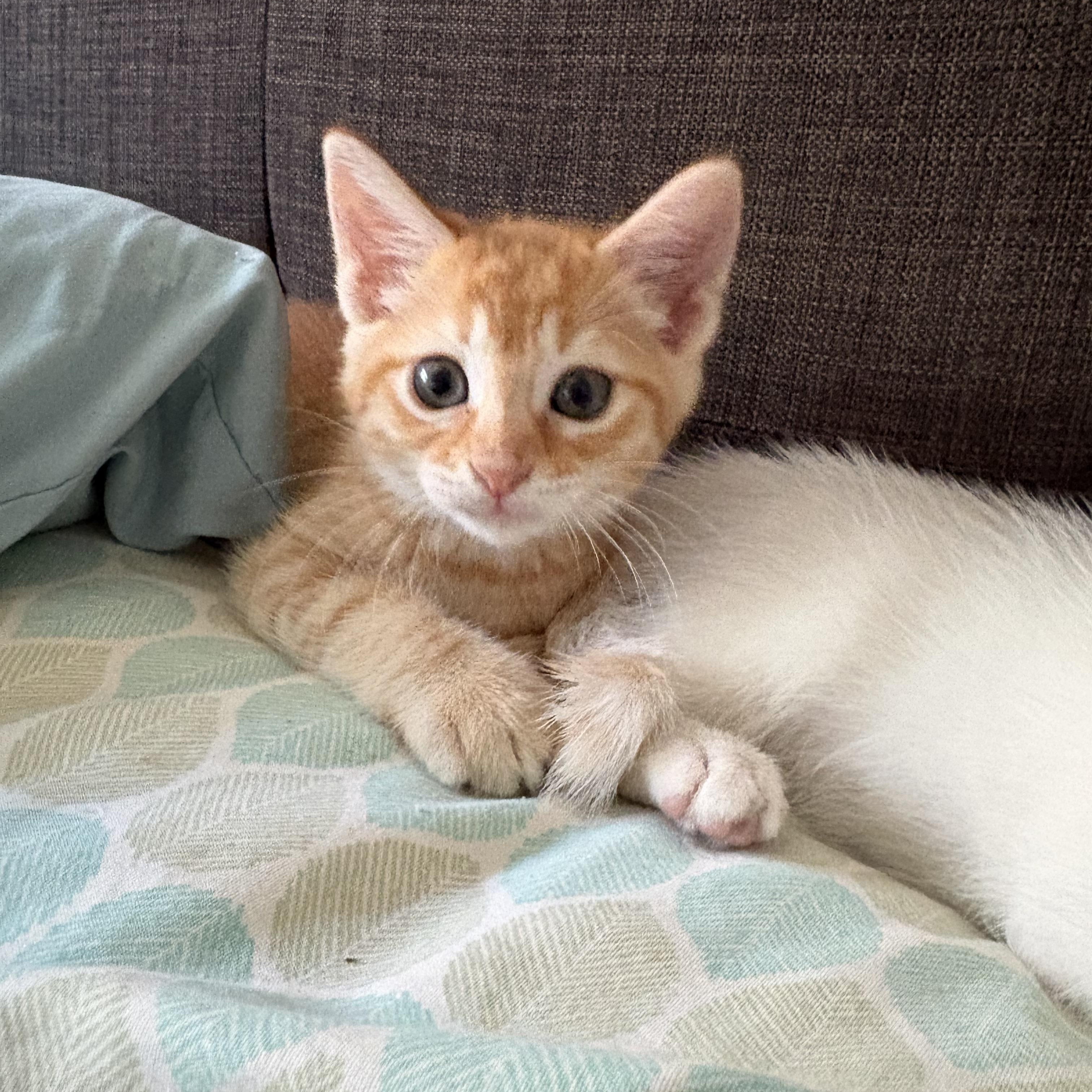 Enlarge Blossom, a Adopted Domestic Short Hair in Tracy, CA image 1/6