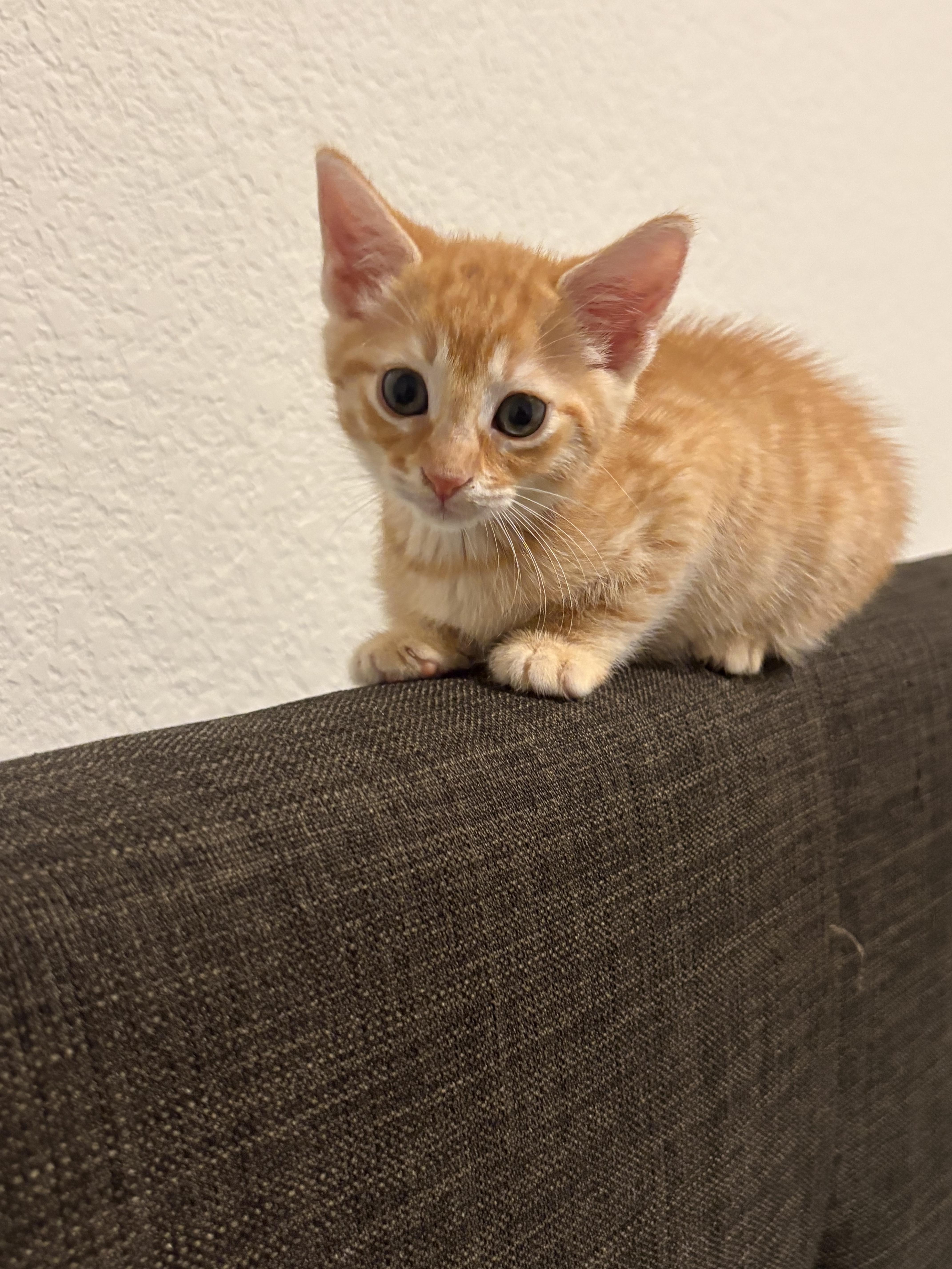 Enlarge Blossom, a Adopted Domestic Short Hair in Tracy, CA image 5/6