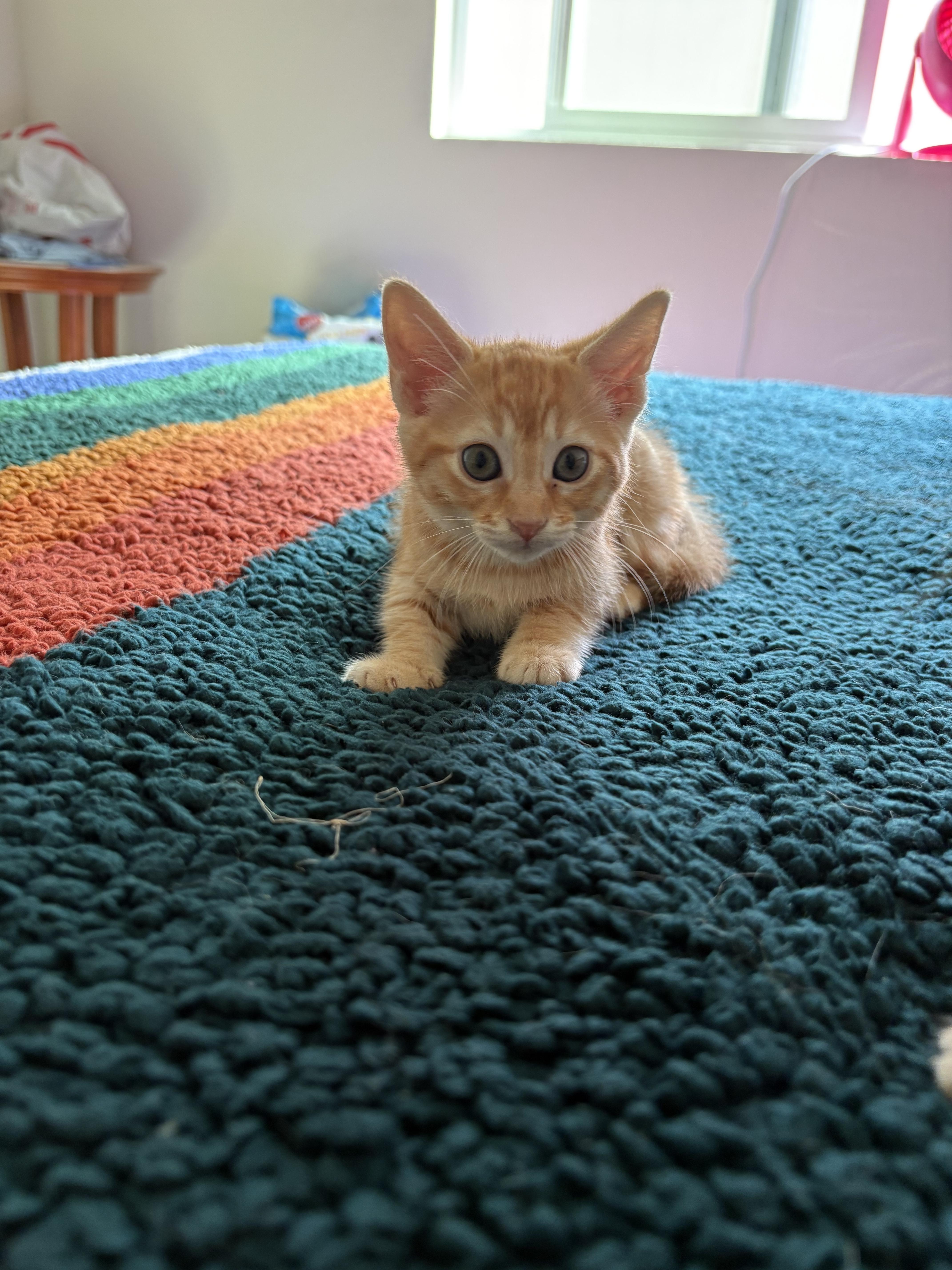 Enlarge Blossom, a Adopted Domestic Short Hair in Tracy, CA image 6/6