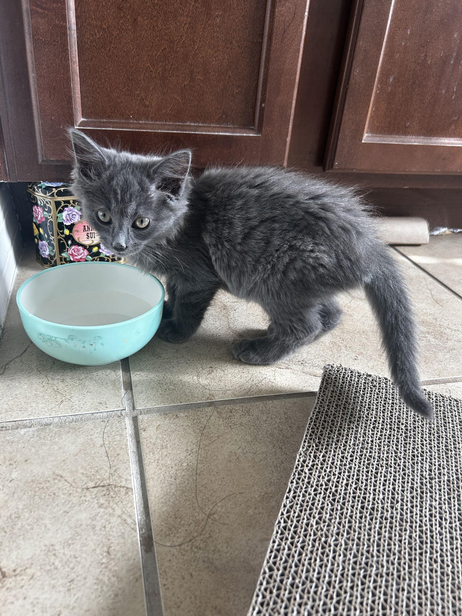 Acorn, Adoptable, Kitten Female Domestic Long Hair.
