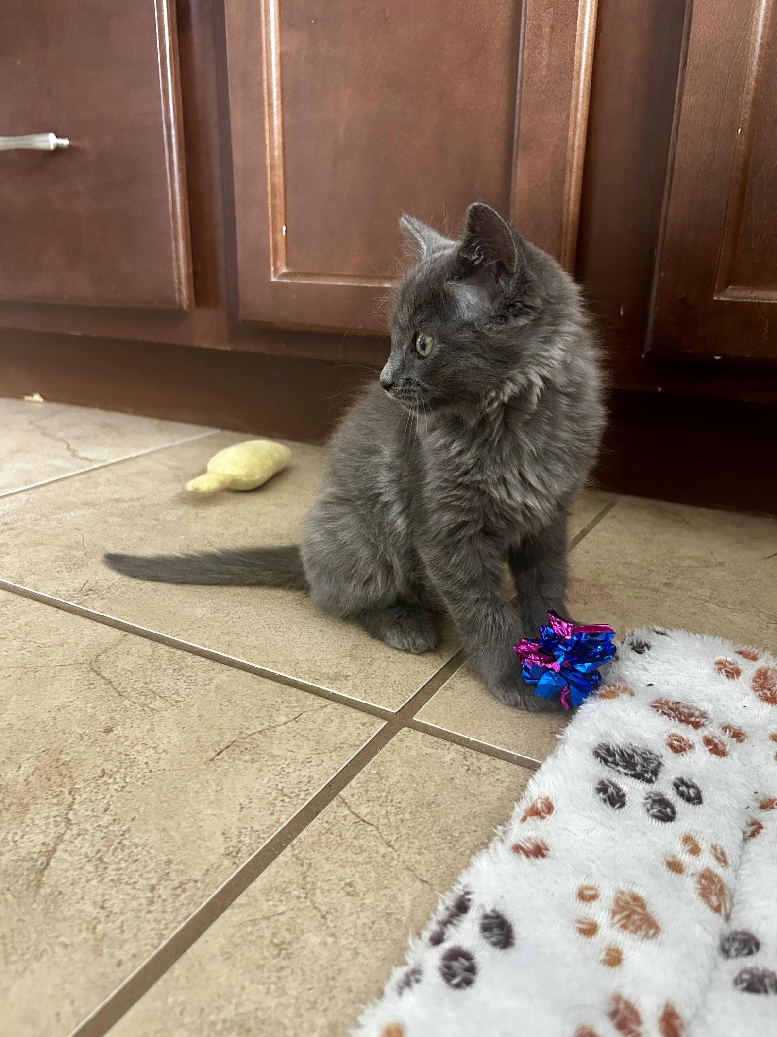 Acorn, a Adoptable Domestic Long Hair in Orlando, FL image 2/3