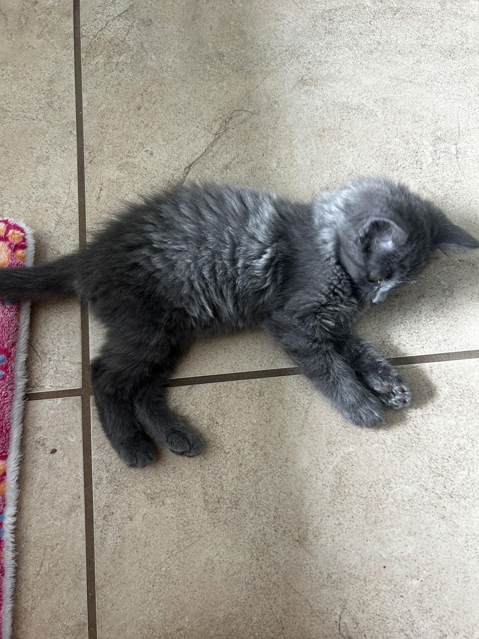 Acorn, a Adoptable Domestic Long Hair in Orlando, FL image 3/3