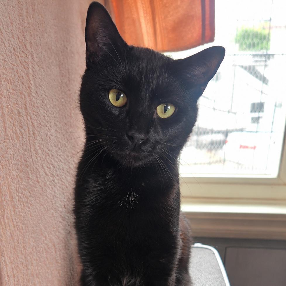 Puma, Adoptable, Adult Male Domestic Short Hair.