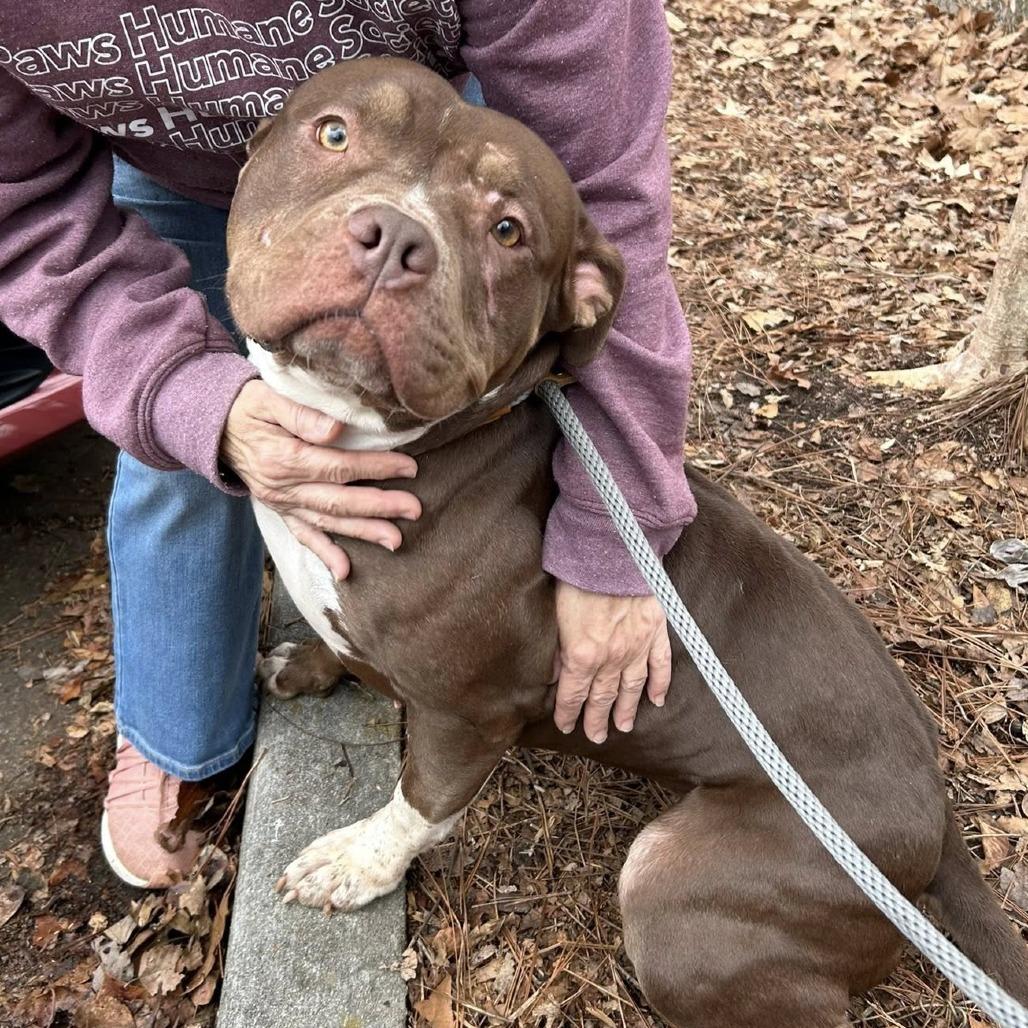 Chickpea 5772 — thumbnail 2