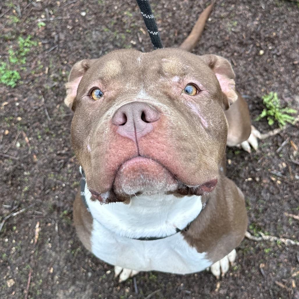 Chickpea 5772 — thumbnail 3