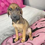 Sunrise, Baby Female Bloodhound