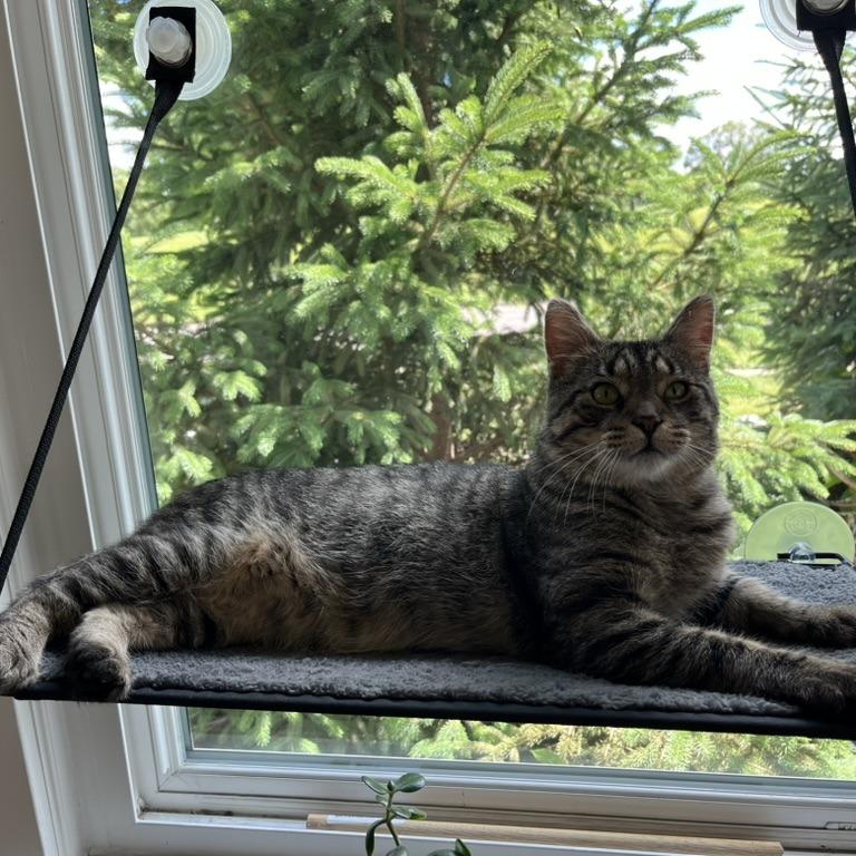 RubberMaid C10745, Adoptable, Adult Male Domestic Short Hair.