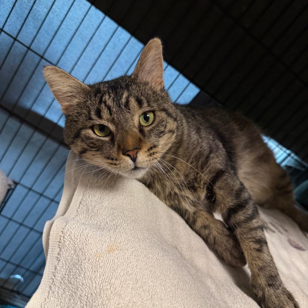 Enlarge RubberMaid C10745, a Adoptable Domestic Short Hair in Princeton, MN image 1/4