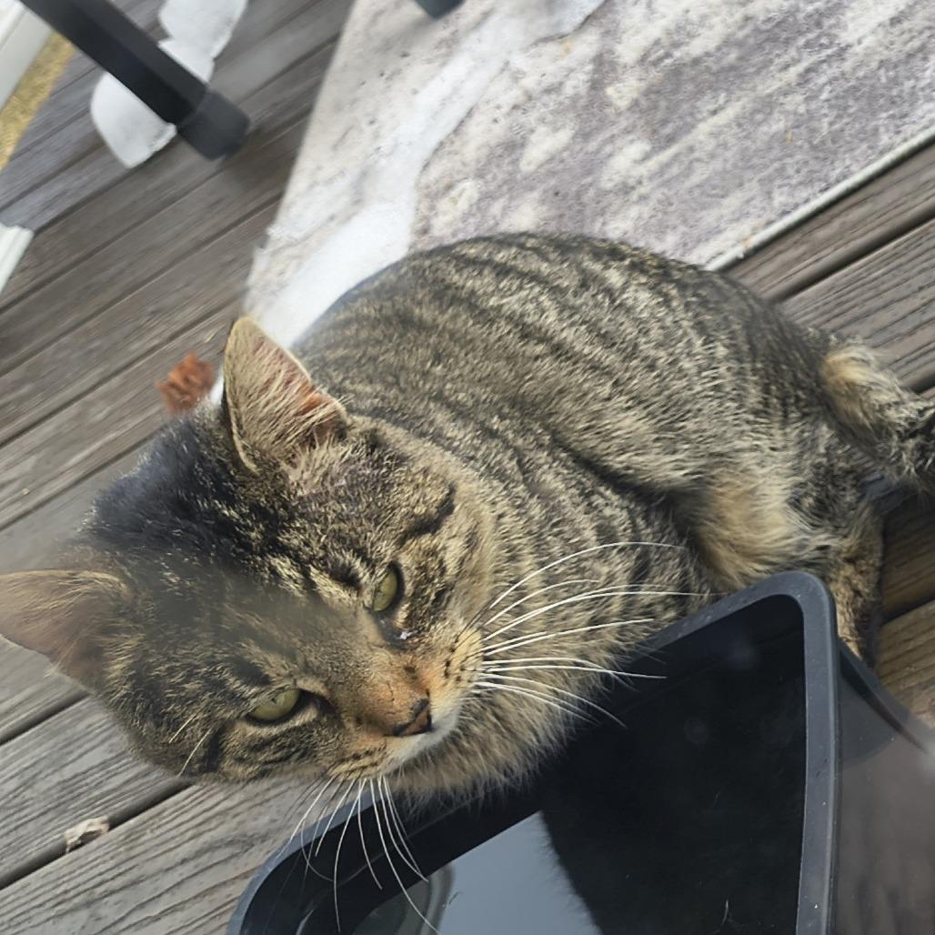 Enlarge RubberMaid C10745, a Adoptable Domestic Short Hair in Princeton, MN image 2/4