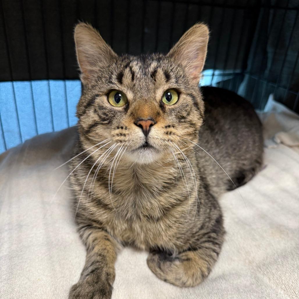 Enlarge RubberMaid C10745, a Adoptable Domestic Short Hair in Princeton, MN image 3/4