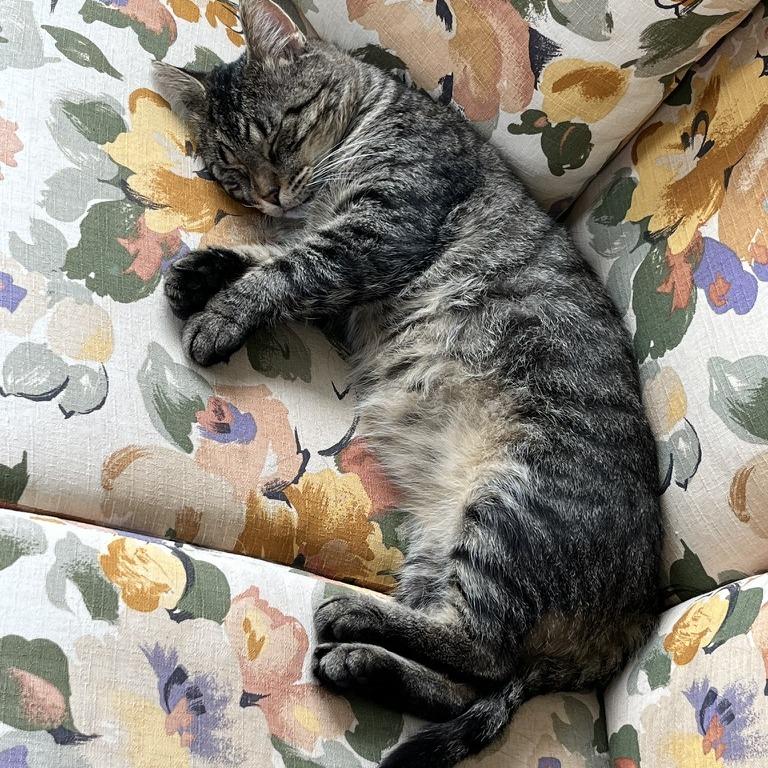 Enlarge RubberMaid C10745, a Adoptable Domestic Short Hair in Princeton, MN image 4/6