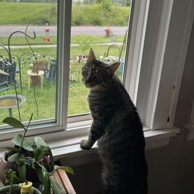 Enlarge RubberMaid C10745, a Adoptable Domestic Short Hair in Princeton, MN image 5/6