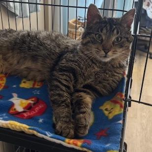Enlarge RubberMaid C10745, a Adoptable Domestic Short Hair in Princeton, MN image 4/4