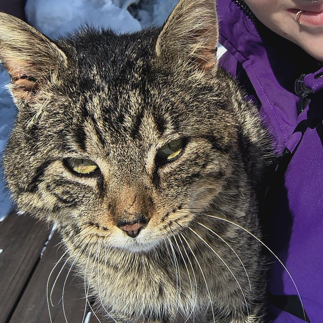 Enlarge RubberMaid C10745, a Adoptable Domestic Short Hair in Princeton, MN image 6/6