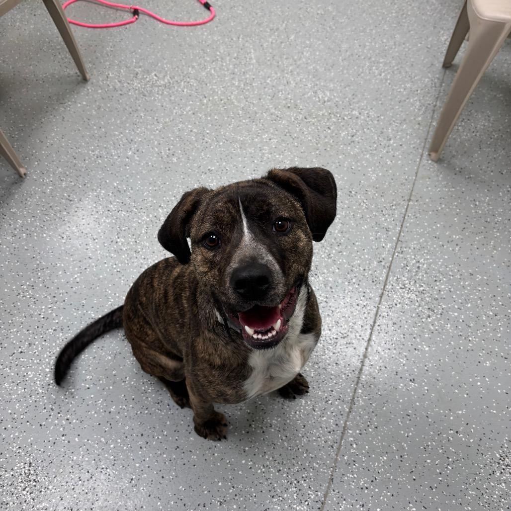 Enlarge Marcy (Rogue), a Adoptable mixed breed in Galax, VA image 1/5